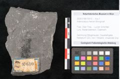 Foto (Objekt + Etikett) von Asterocarpus meriani Brongniart (NHMW-GEO-2024-0188-10610)